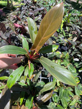 Load image into Gallery viewer, Philodendron Florida Bronze 4" pot, Fedex 2day*
