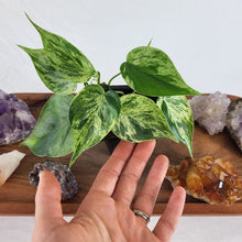 Load image into Gallery viewer, Philodendron Hederaceum, Heart Leaf Variegated 2.5&quot; Pot, Fedex 2 day*
