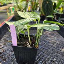 Load image into Gallery viewer, Epipremnum Pinnatum Marble, Exact Plant Variegated triple plant pot Ships Nationwide
