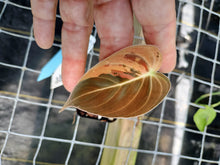 Load image into Gallery viewer, Philodendron Melanochrysum, Exact Plant Variegated Ships Nationwide
