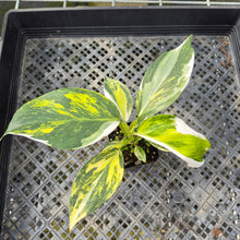 Load image into Gallery viewer, Philodendron White Wizard Aurea Variegated exact plant, Fedex 2day*
