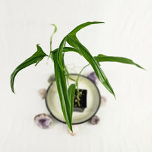 Load image into Gallery viewer, Philodendron Holtonianum, Exact Plant
