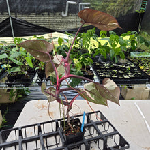Load image into Gallery viewer, Philodendron Red Anderson Variegated exact plant, Fedex 2day*
