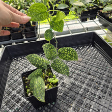 Load image into Gallery viewer, Scindapsus Snake Scale exact plant, Fedex 2day*
