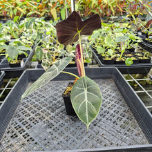 Load image into Gallery viewer, Alocasia Longiloba Grandis x Sanderiana 'Mark Campbell' exact plant, Fedex 2day*
