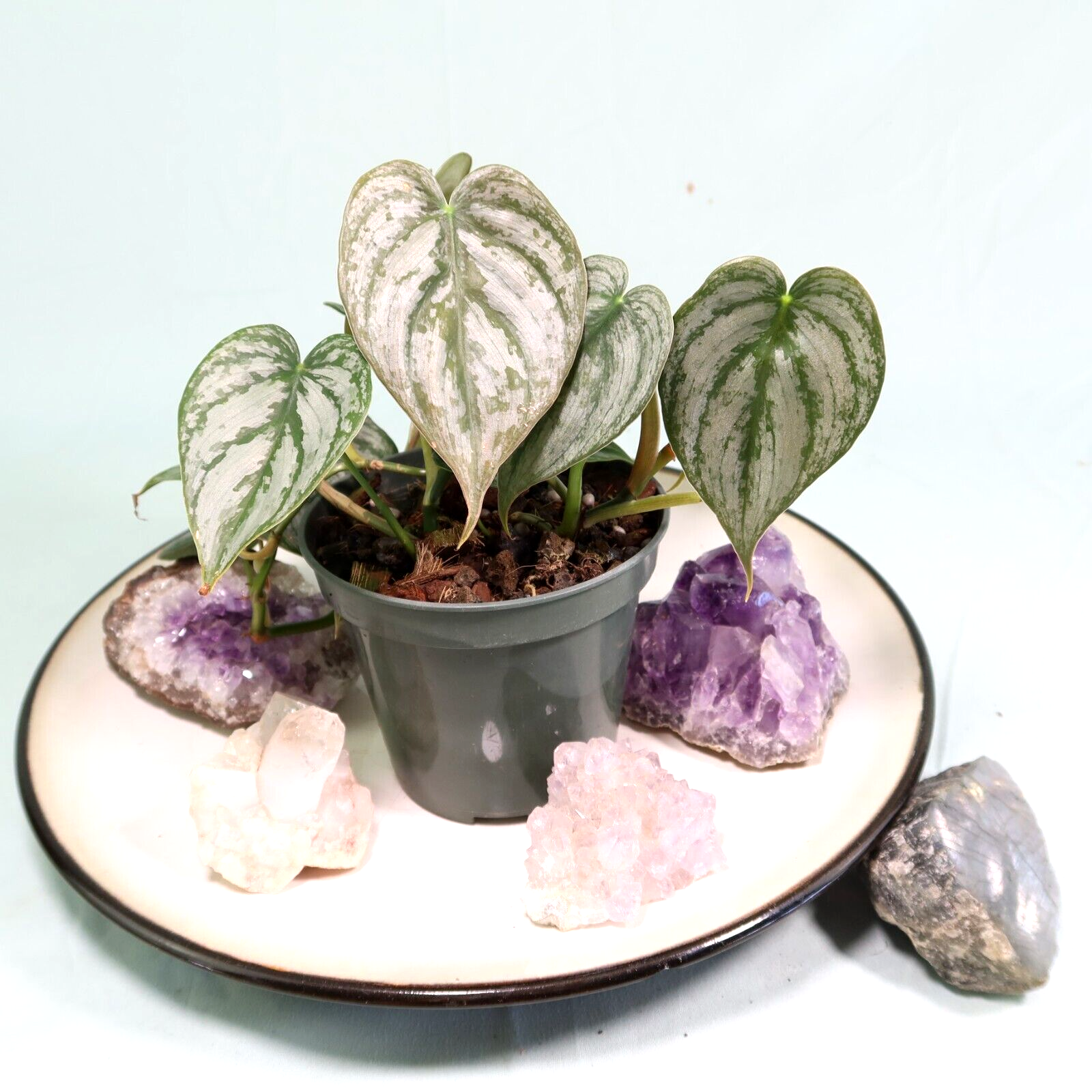 philodendron brandtianum mini 4" Philodendron brandtianum