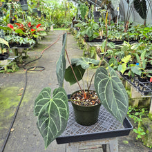 Load image into Gallery viewer, Anthurium NoID exact plant, Fedex 2day
