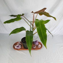 Load image into Gallery viewer, Philodendron Orange Marmalade, Exact Plant
