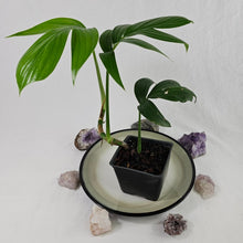 Load image into Gallery viewer, Rhaphidophora Decursiva, Exact Plant Dragon Tail Ships Nationwide
