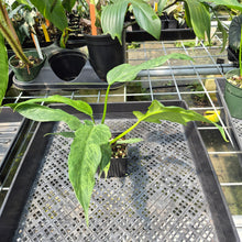 Load image into Gallery viewer, Philodendron Minarum 'Lime Fiddle' exact plant, Fedex 2day*
