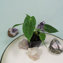 Load image into Gallery viewer, Anthurium Angamarcanum 2.5&quot; Pot, Fedex 2 day*
