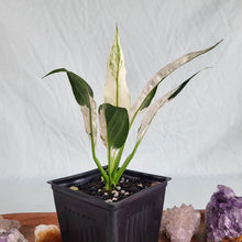 Load image into Gallery viewer, Spathiphylum Peace Lily City of Angels, Exact Plant Variegated
