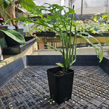 Load image into Gallery viewer, Monstera Obliqua Peru, Exact Plant Ships Nationwide
