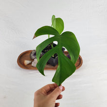 Load image into Gallery viewer, Monstera Sierrana Hawaii Clone 4" pot, Fedex 2day*
