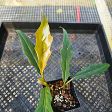 Load image into Gallery viewer, Philodendron Pluto Caramel Marble, Exact Plant 4&quot; Ships Nationwide
