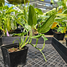 Load image into Gallery viewer, Monstera Standleyana Aurea, Exact Plant Variegated Ships Nationwide
