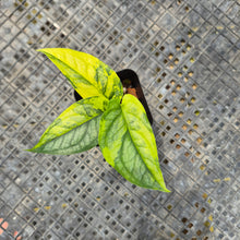 Load image into Gallery viewer, Monstera Siltepecana, Exact Plant Variegated Ships Nationwide

