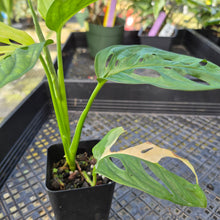 Load image into Gallery viewer, Monstera Adansonii Aurea, Exact Plant Variegated Ships Nationwide
