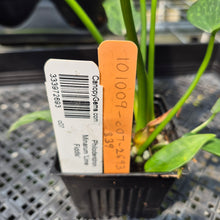 Load image into Gallery viewer, Philodendron Minarum 'Lime Fiddle' exact plant, Fedex 2day*
