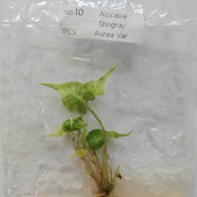 Load image into Gallery viewer, Alocasia Stingray variegated tissue culture 2DayAir
