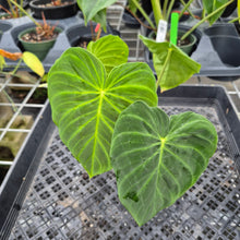 Load image into Gallery viewer, Philodendron Verrucosum Pseudoverrucosum Croat , Exact Plant Ships Nationwide
