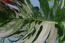 Load image into Gallery viewer, Variegated Monstera Borsigiana Albo Exact Plant
