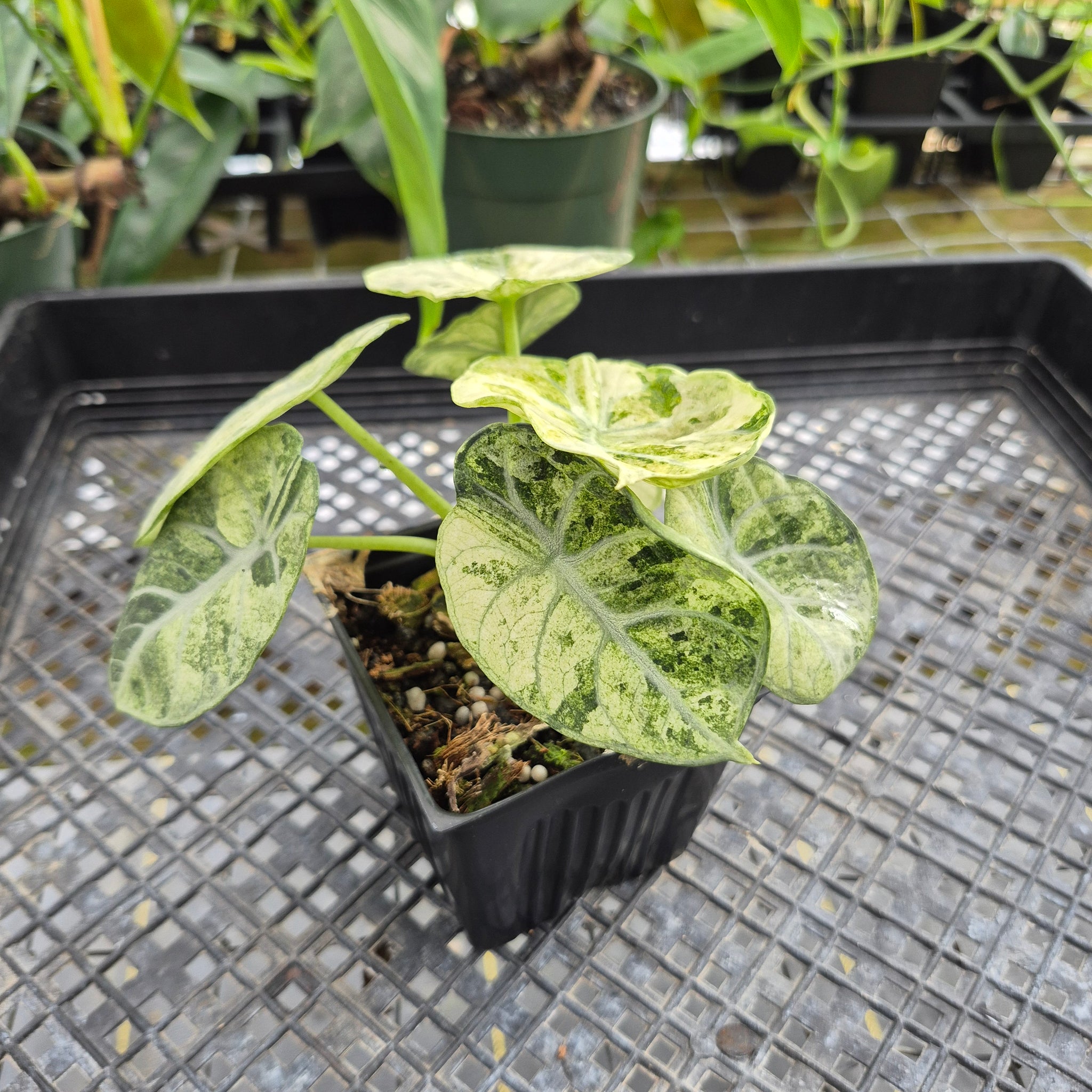 Alocasia Ninja Tricolor, Exact Plant Variegated Ships Nationwide