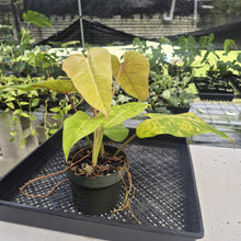 Load image into Gallery viewer, Philodendron Goldiana exact plant, Fedex 2day
