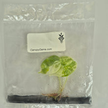 Load image into Gallery viewer, Alocasia Watsoniana Doff. Pink Variegated tissue culture 2DayAir
