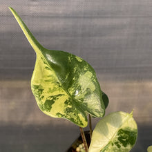 Load image into Gallery viewer, Alocasia Stingray Aurea Variegated exact plant, Fedex 2day*
