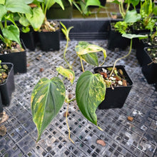 Load image into Gallery viewer, Philodendron Hederaceum Micans Aurea, Exact Plant Variegated Ships Nationwide
