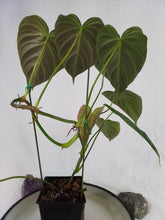 Load image into Gallery viewer, Philodendron Splendid, Exact Plant Ships Nationwide
