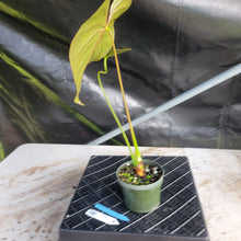 Load image into Gallery viewer, Anthurium Moodeanum, Exact Plant Ships Nationwide

