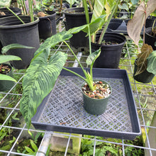 Load image into Gallery viewer, Homalomena Schismatoglottis Neoguineensis, Exact Plant Ships Nationwide

