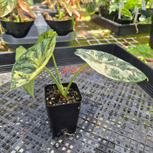 Load image into Gallery viewer, Alocasia Baginda Dragon Scale Albo Aurea Bicolor , Exact Plant Ships Nationwide
