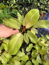 Load image into Gallery viewer, Philodendron Snowdrift Variegated 2.5" pot, Fedex 2day*
