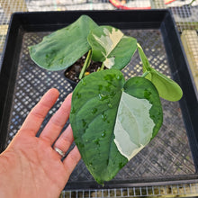 Load image into Gallery viewer, Syngonium Chiapense, Exact Plant Variegated Ships Nationwide
