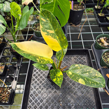 Load image into Gallery viewer, Philodendron Green Congo Nuclear Variegated exact plant, Fedex 2day*
