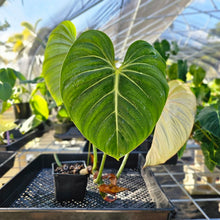 Load image into Gallery viewer, Philodendron Gloriosum, Pink Veined Back, Exact Plant Ships Nationwide
