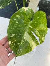 Load image into Gallery viewer, Monstera Deliciosa Creme Brulee variegated exact plant, Fedex 2day*

