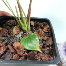 Load image into Gallery viewer, Anthurium Red Beauty 4&quot; pot, ships nationwide
