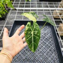 Load image into Gallery viewer, Alocasia Frydek, Exact Plant Variegated Ships Nationwide
