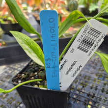 Load image into Gallery viewer, Anthurium Vittarifolium , Exact Plant Variegated Ships Nationwide
