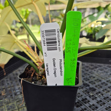 Load image into Gallery viewer, Philodendron Golden Dragon, Exact Plant Variegated
