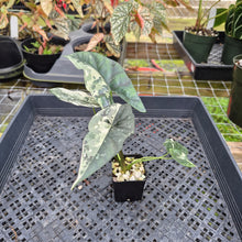 Load image into Gallery viewer, Alocasia Simpo Albo, Exact Plant, Ships Nationwide
