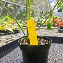 Load image into Gallery viewer, Anthurium Peppermint Splash, Shibori AFF, speckled , Exact Plant
