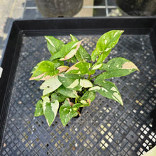 Load image into Gallery viewer, Syngonium Red Spot Tricolor, Exact Plant Variegated 4 plant pot Ships Nationwide
