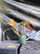 Load image into Gallery viewer, Philodendron Orange Marmalade, Exact Plant Ships Nationwide
