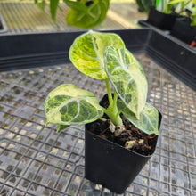 Load image into Gallery viewer, Alocasia Ninja, Exact Plant Variegated Ships Nationwide
