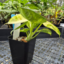 Load image into Gallery viewer, Alocasia Ninja, Exact Plant Variegated Ships Nationwide
